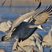 Sandhill Crane